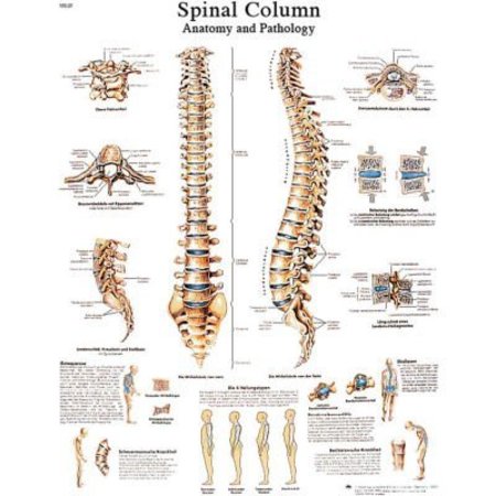 FABRICATION ENTERPRISES 3B® Anatomical Chart - Spinal Column, Paper 12-4622P